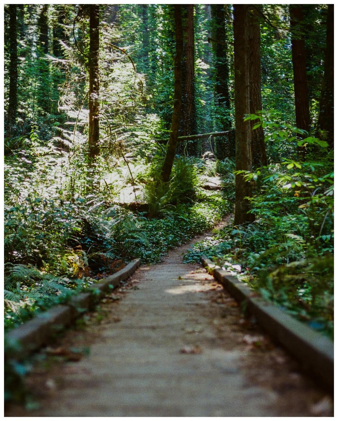 A narrow path leads through a dense forest with sunlight filtering through the trees.