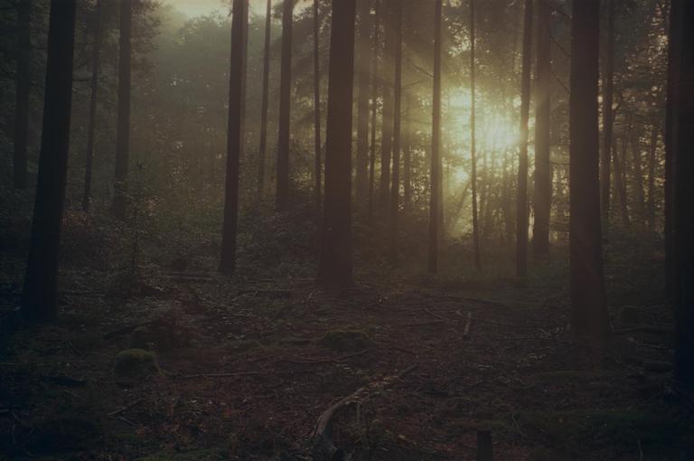 Sunlight streams through a hazy forest with tall trees and a dark undergrowth.