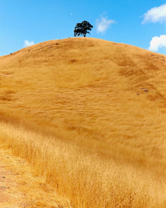 A lone tree stands atop a hill covered in golden grass under a blue sky with a few clouds.