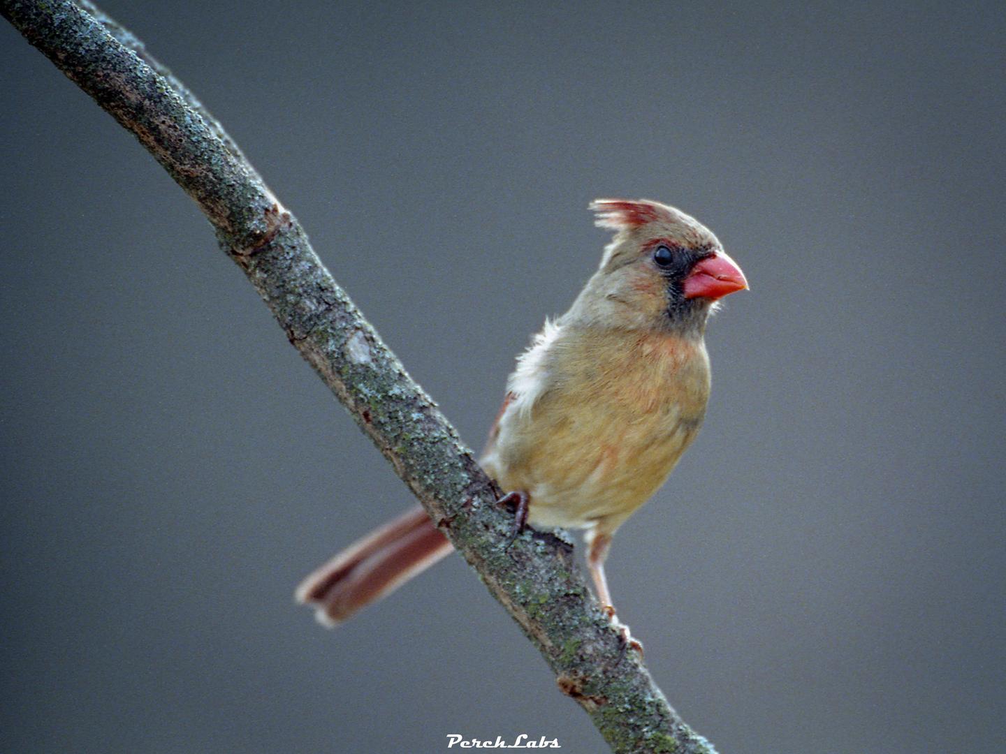 A female cardinal perches on a branch against a blurred background.