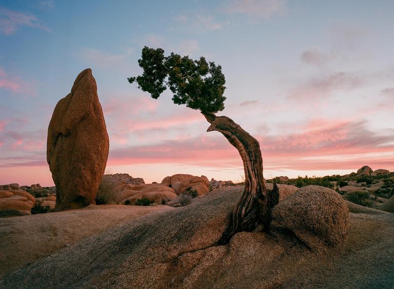 A lone tree with a gnarled trunk stands next to a large rock formation under a colorful sky at sunset.