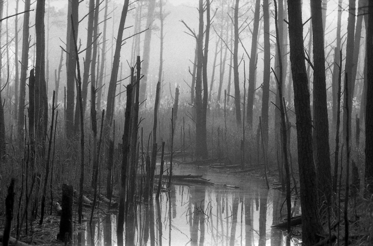 A misty forest with tall, thin trees and a reflective body of water in the foreground.