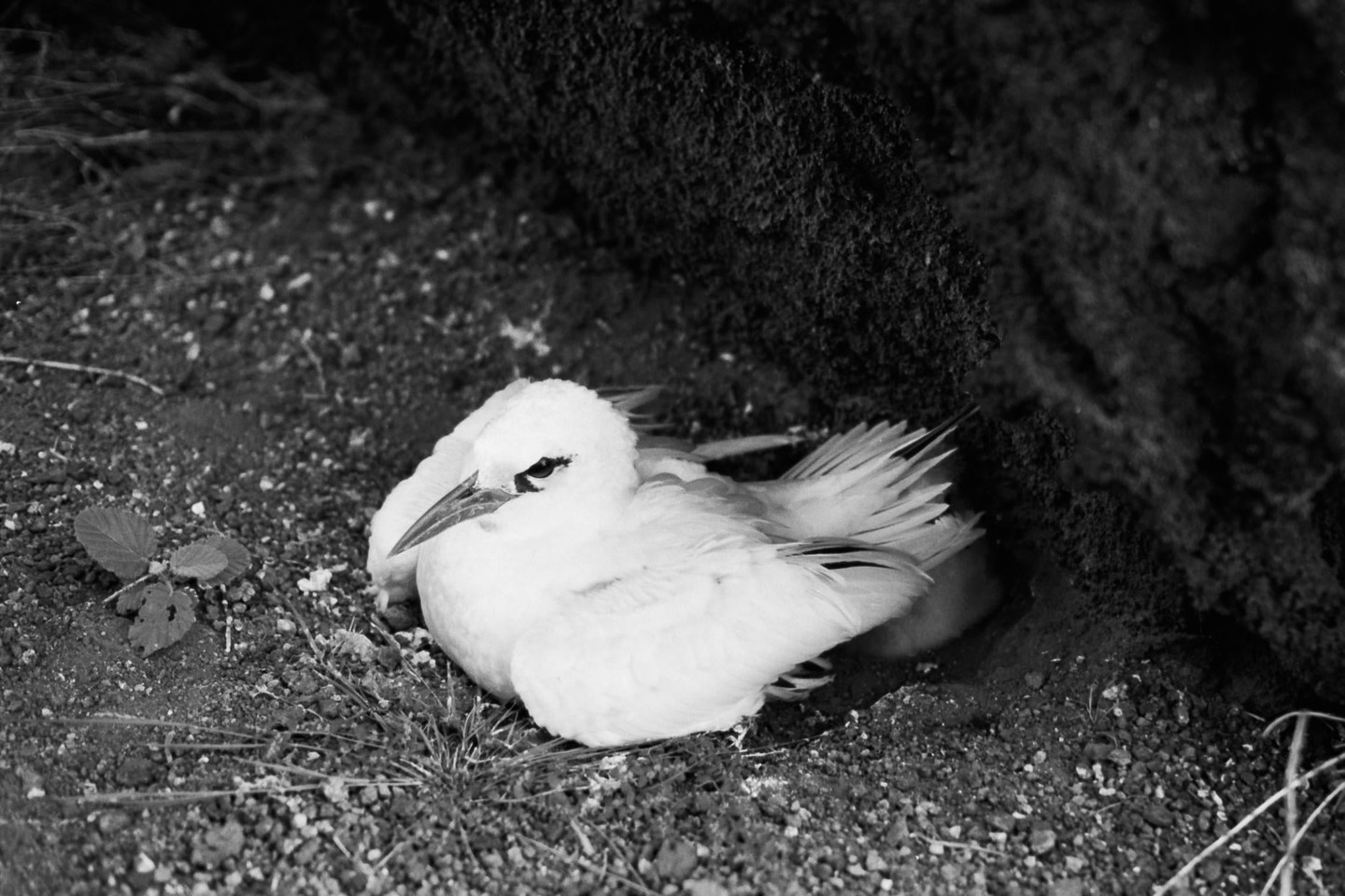 A white bird is nesting on the ground next to a dark rock.