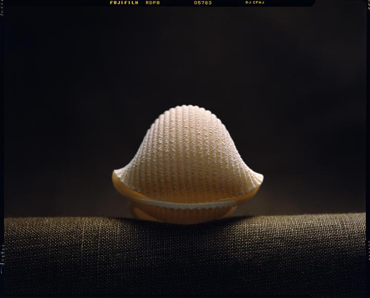 A single lumacone pasta shell rests on a dark, textured surface.