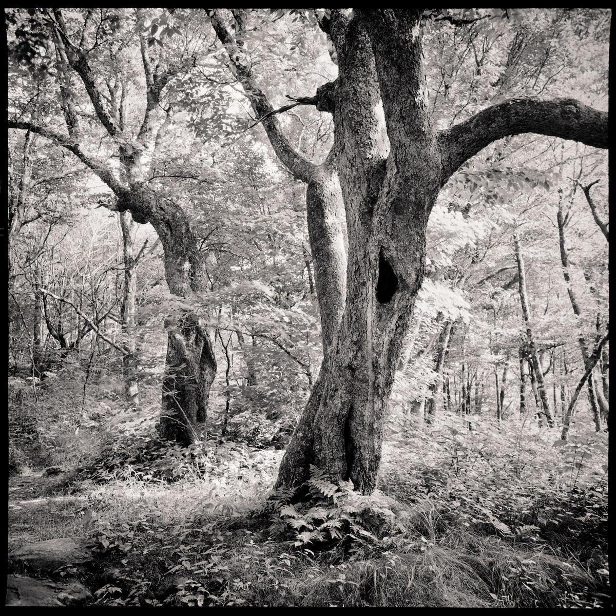 A forest with a large tree in the foreground that has a hole in its trunk.