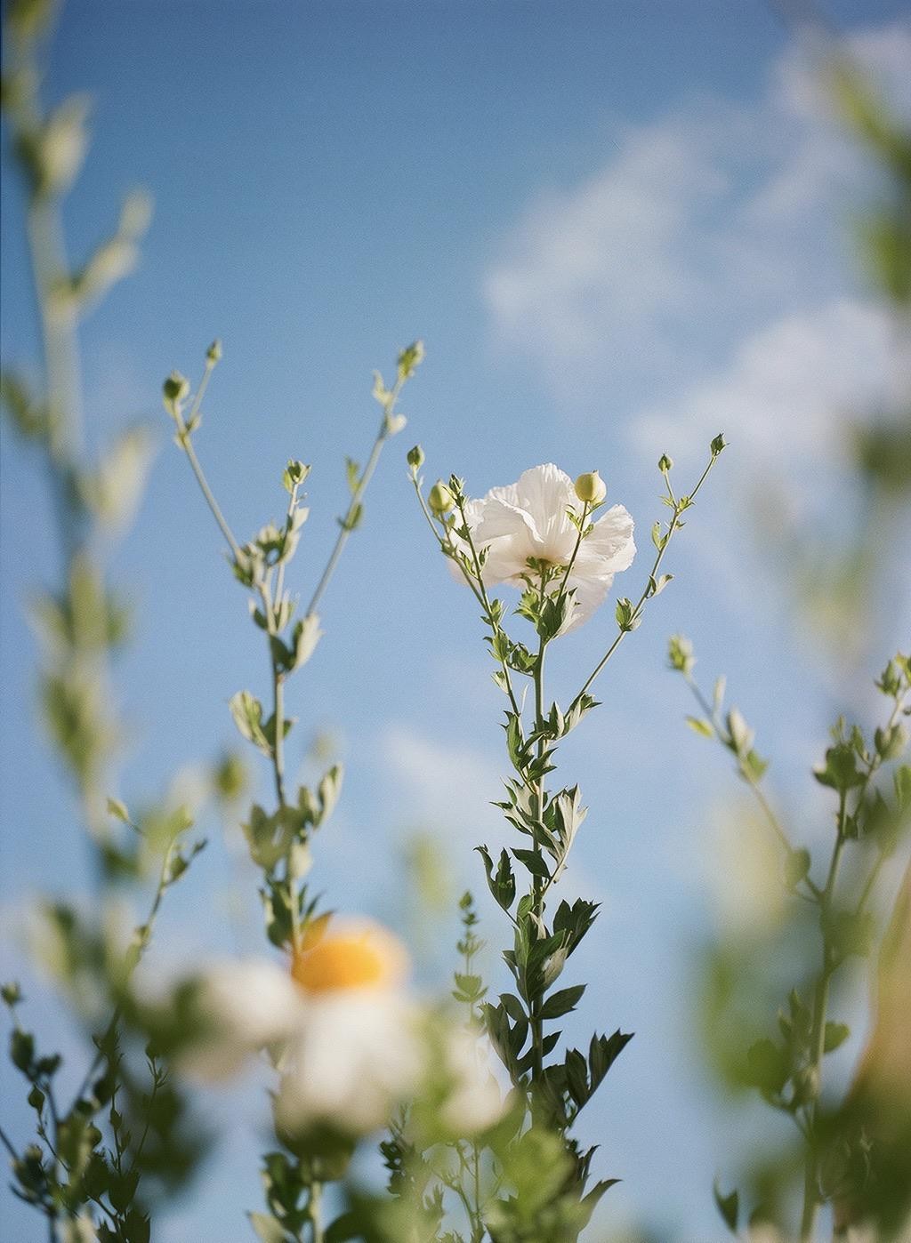 A white flower with a yellow center stands tall against a blue sky with faint clouds.