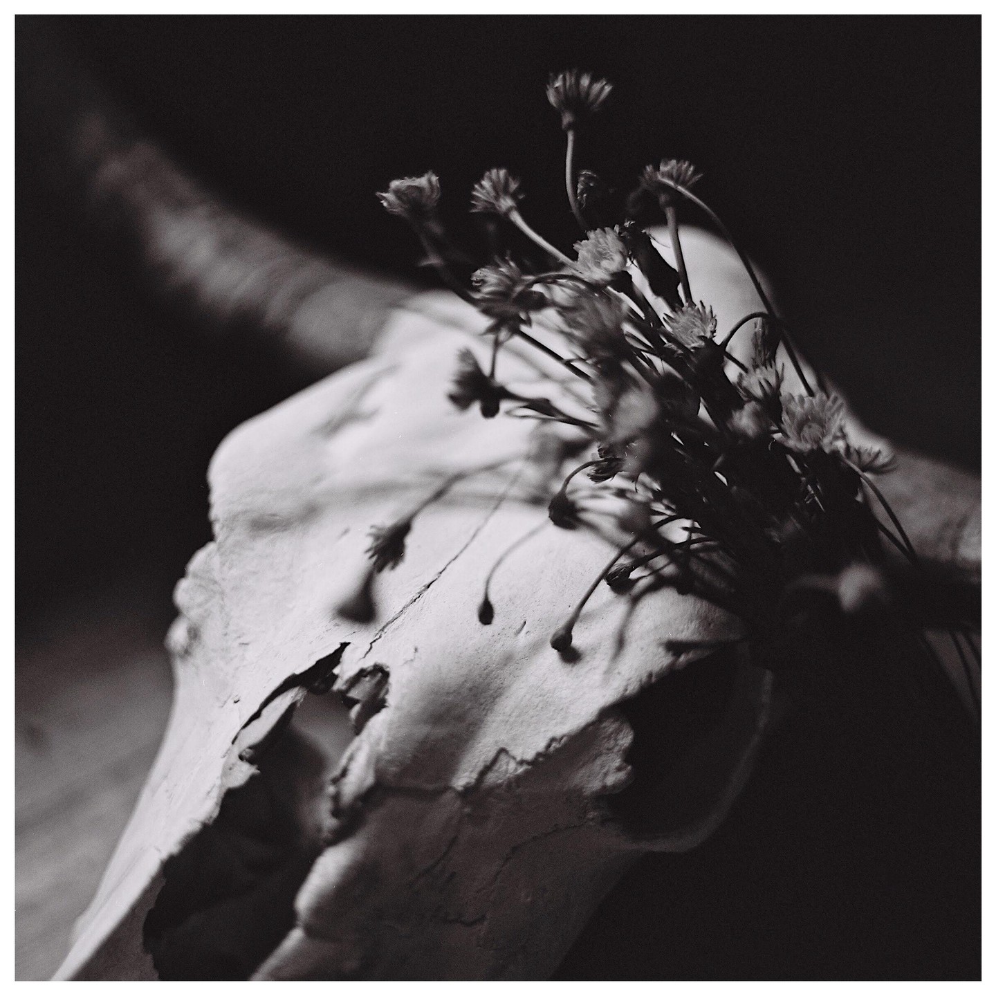 A close-up, black and white still life of a skull with small flowers on top.