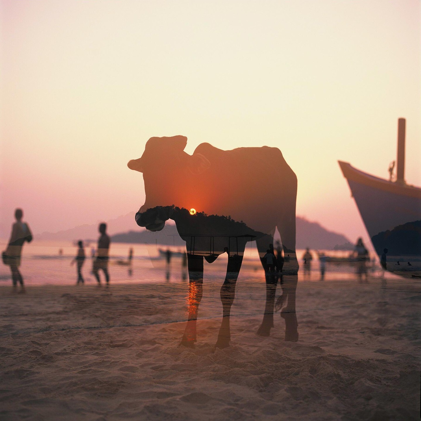 A double exposure shows a cow on a beach with a sunset over the water and a boat in the background.
