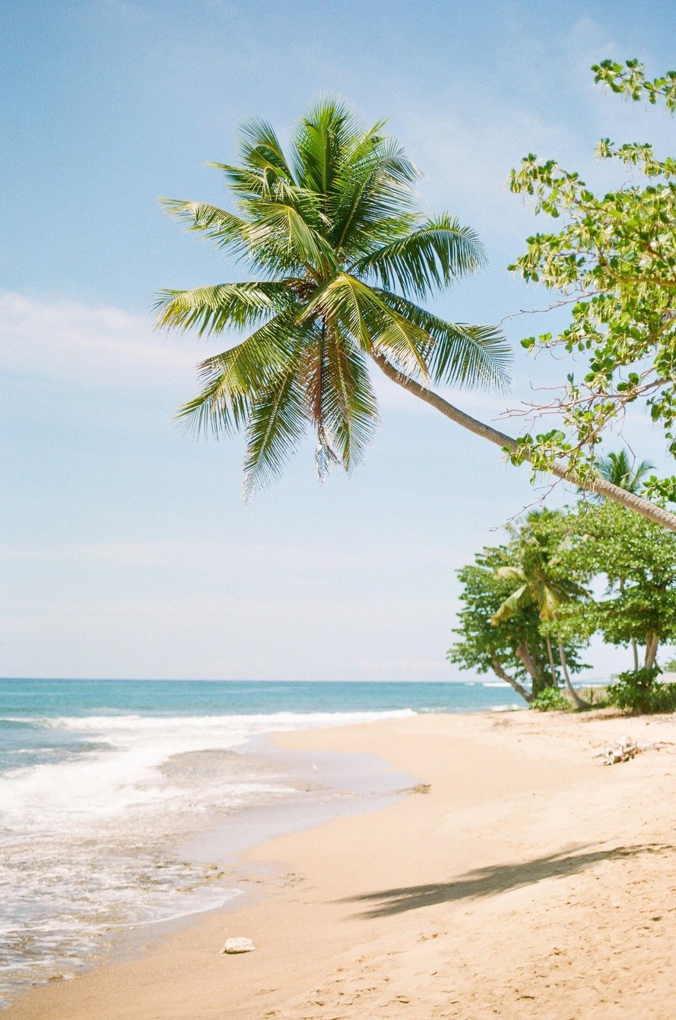 A palm tree leans over a sandy beach with ocean waves in the background.