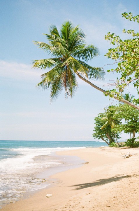 A palm tree leans over a sandy beach with ocean waves in the background.