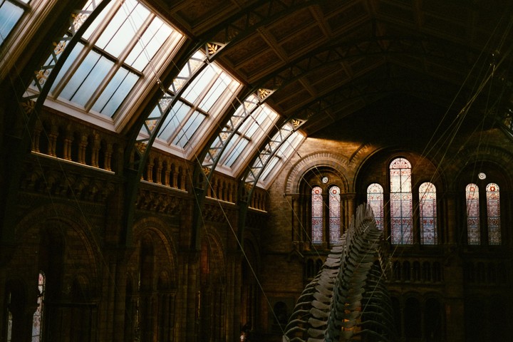 Sunlight streams through the skylights and stained glass windows of a large, ornate hall, illuminating a whale skeleton hanging from the ceiling.