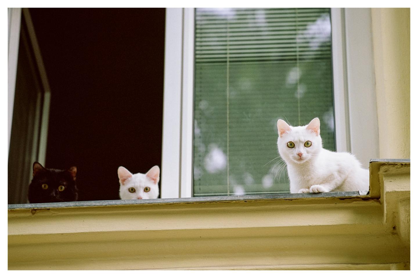Three cats look out from a window, with one white cat sitting on the ledge and two cats peeking from inside.