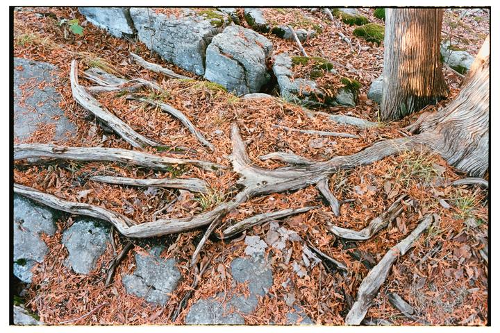 Tree roots and rocks are visible through a covering of autumn leaves on the ground.