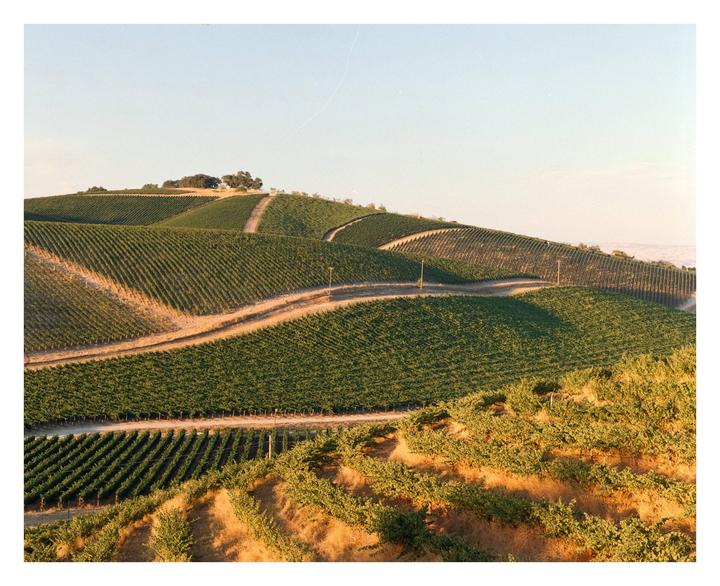 A vineyard with rows of grapevines covers rolling hills under a clear sky.