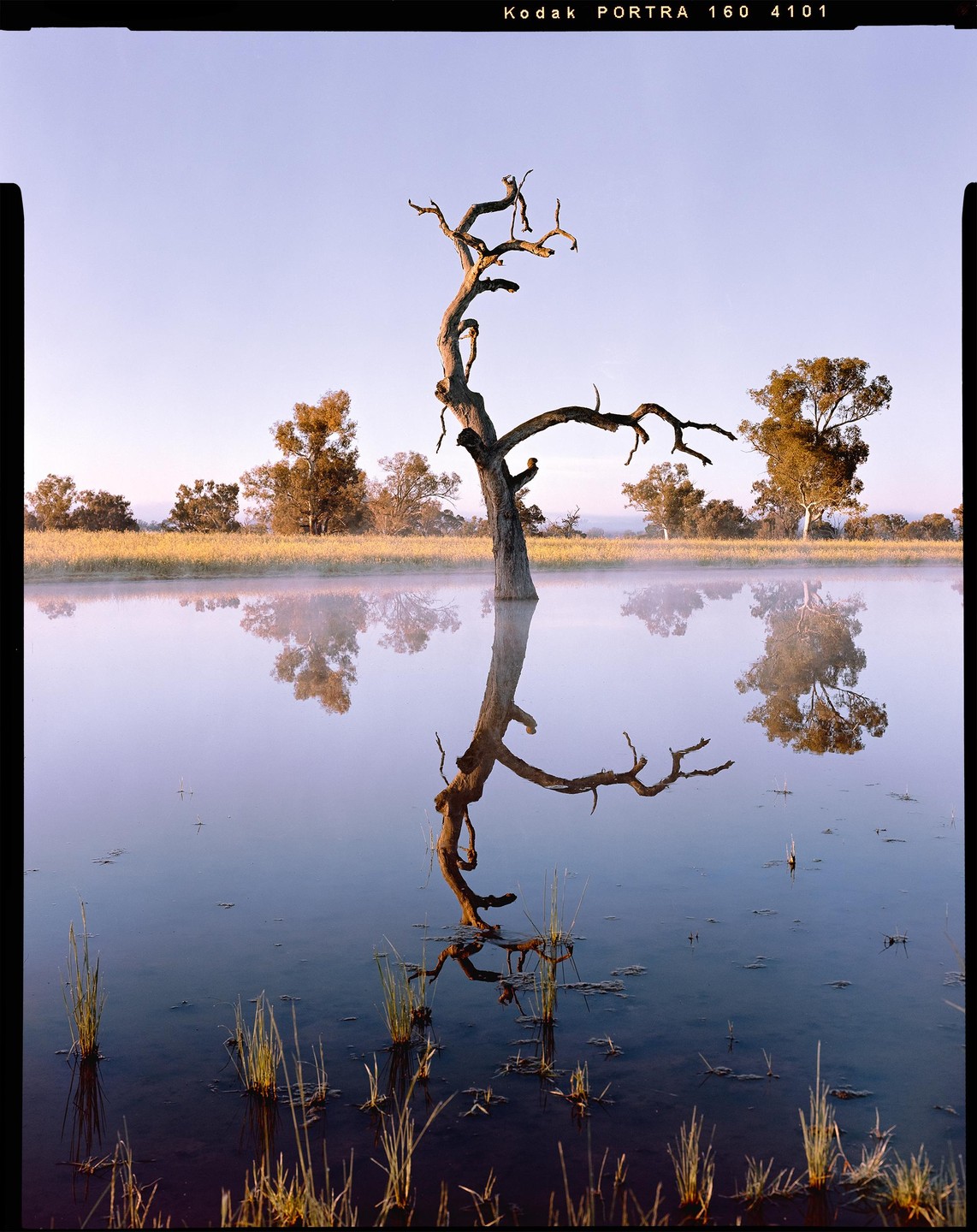 A dead tree stands in a misty lake, reflecting in the still water.