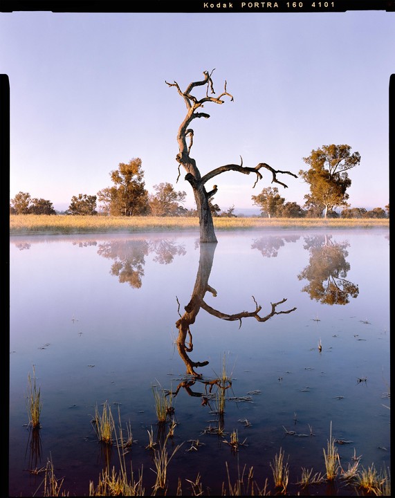 A dead tree stands in a misty lake, reflecting in the still water.