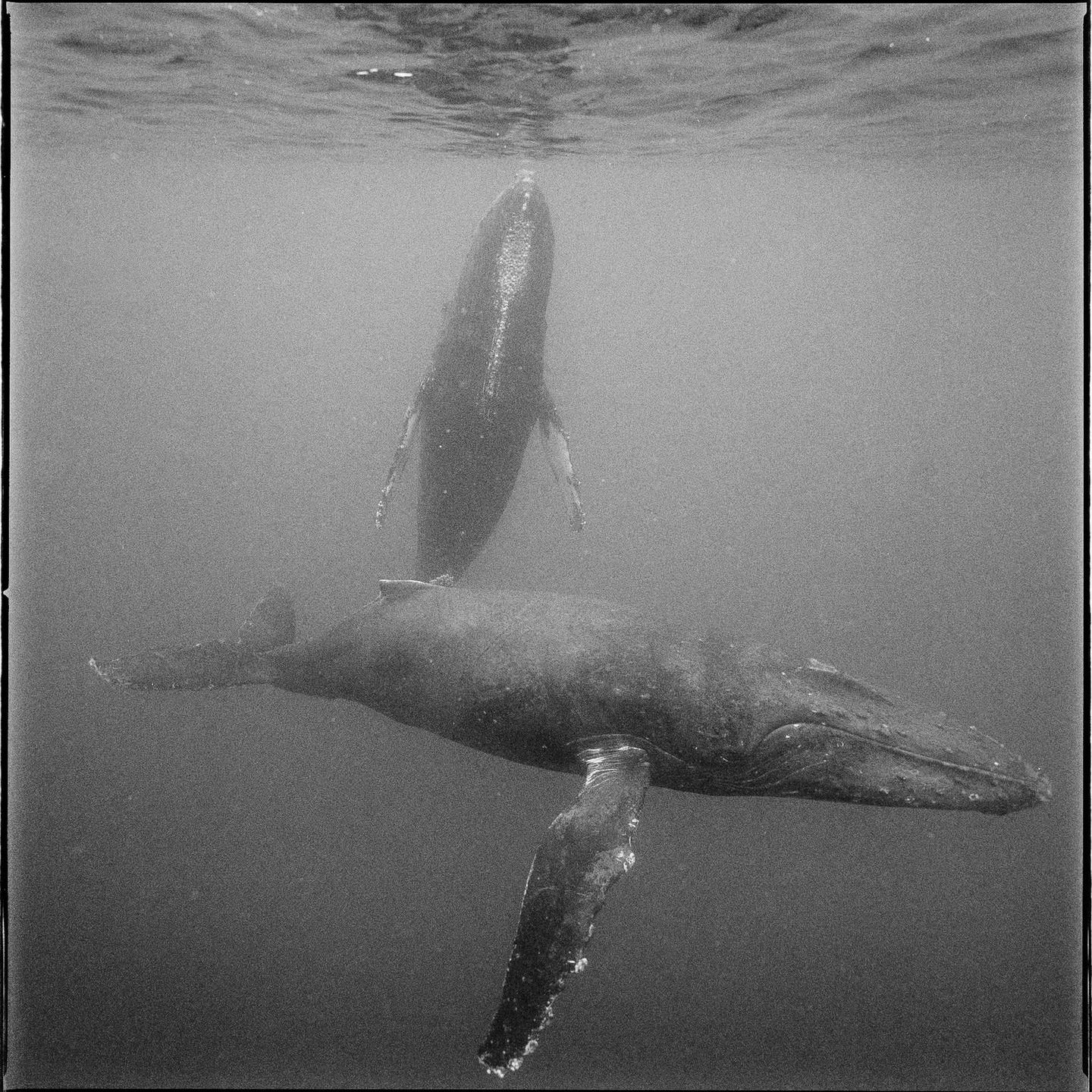 Two humpback whales swim underwater, one near the surface and one below it.