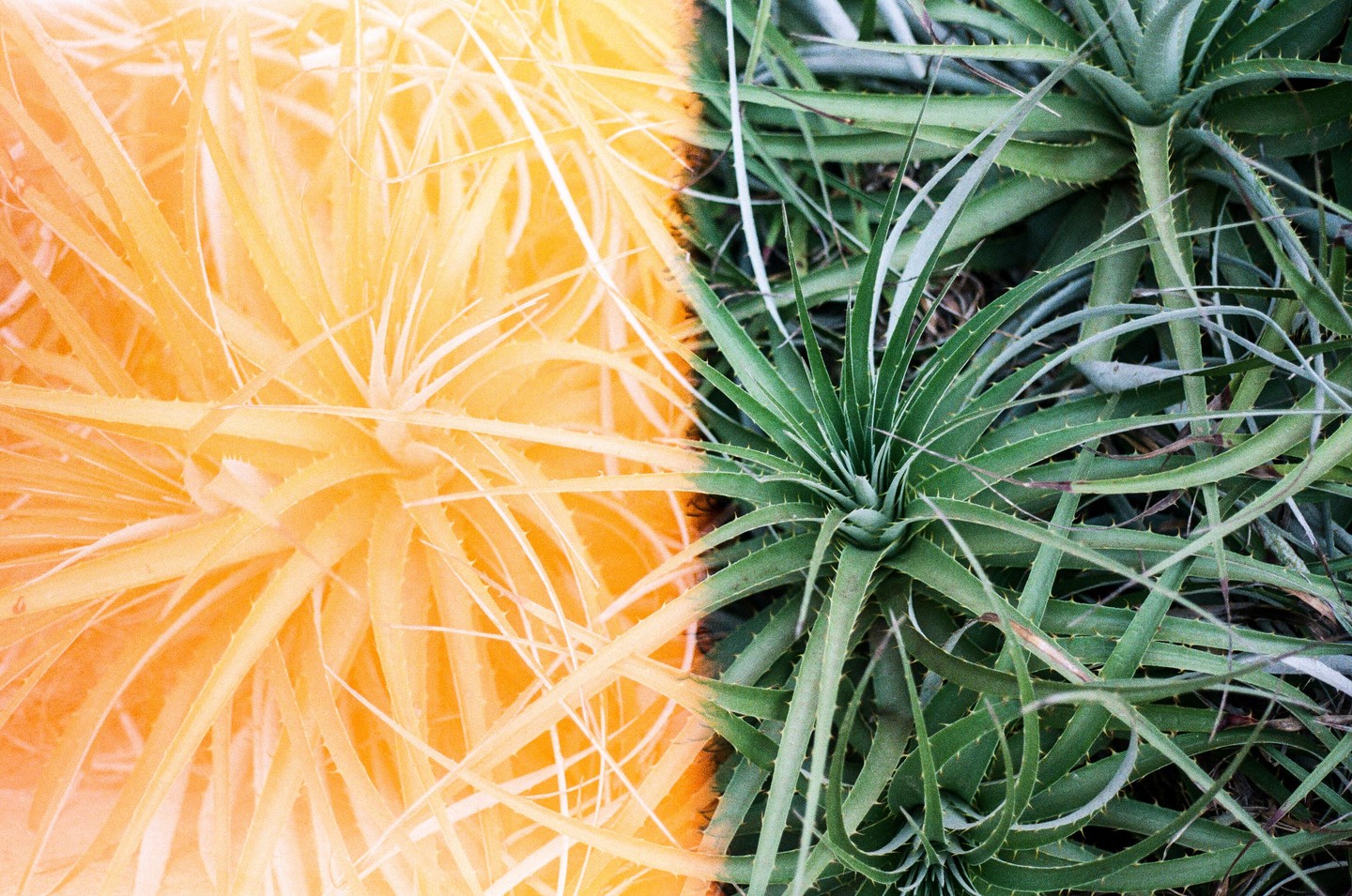 A split image shows green spiky plants on the right and the same plants with an orange color cast on the left.