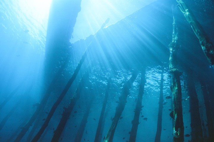 Sunlight streams through the water around wooden pier pilings where small fish swim.