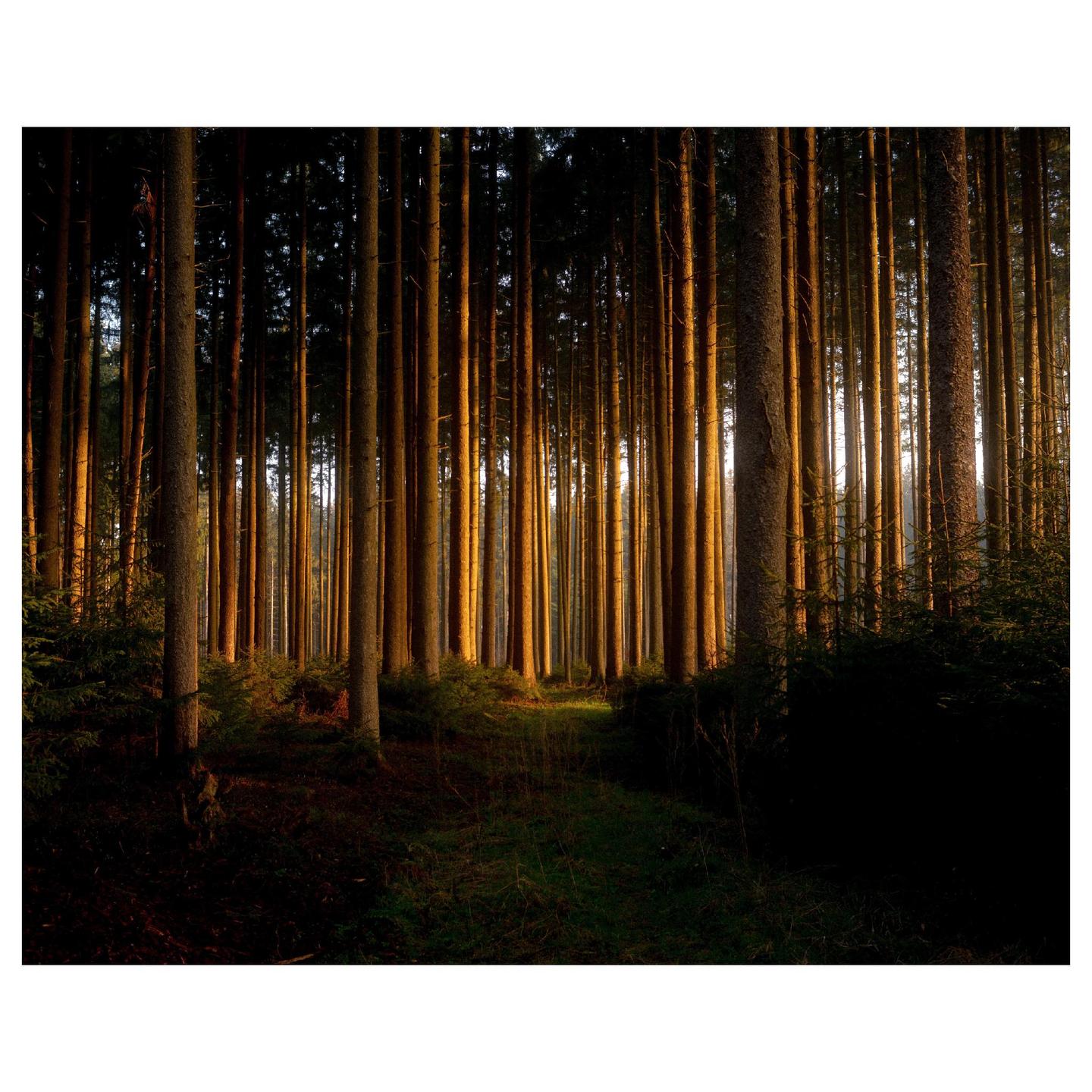 Sunlight illuminates the trunks of tall, slender trees in a dense forest.