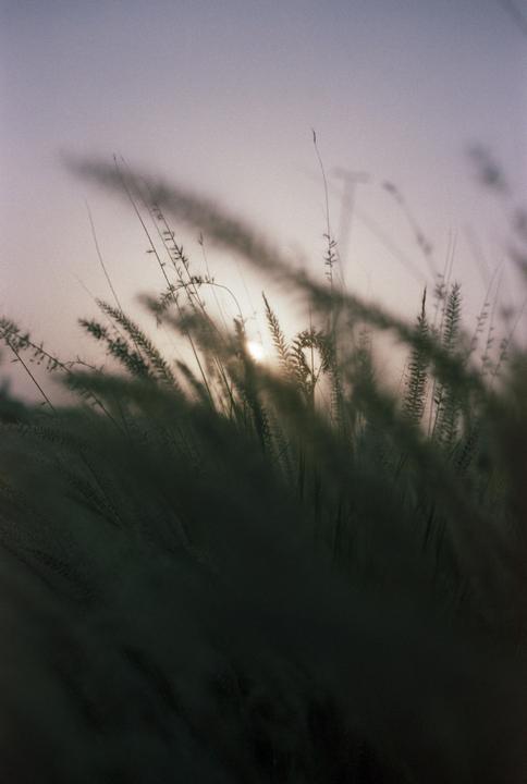 The sun is setting behind tall grass in a hazy landscape.