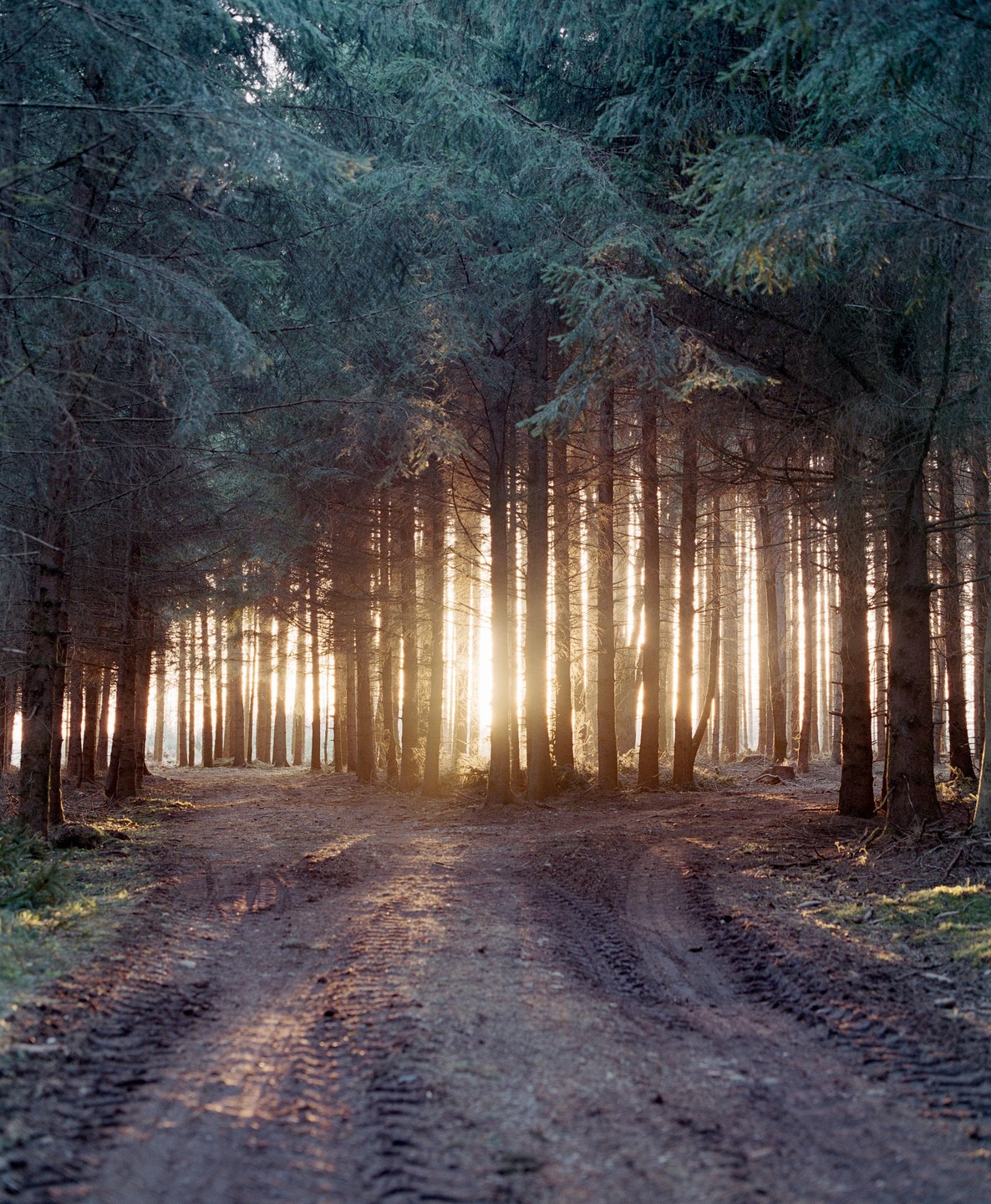 Sunlight streams through a dense forest onto a dirt road with tire tracks.