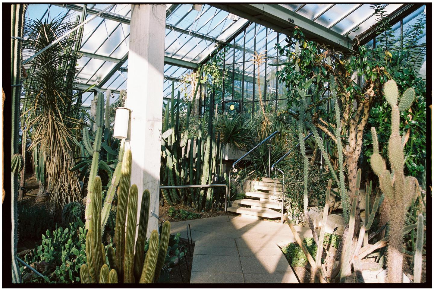 Sunlight streams into a greenhouse filled with various cacti and other desert plants, with a concrete path and stairs leading up.