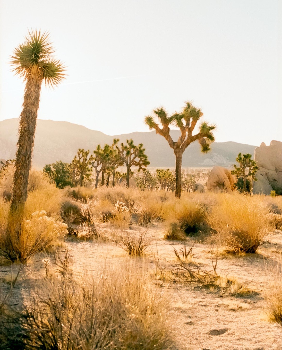 A desert landscape with Joshua trees and other desert plants is illuminated by the golden light of sunrise.