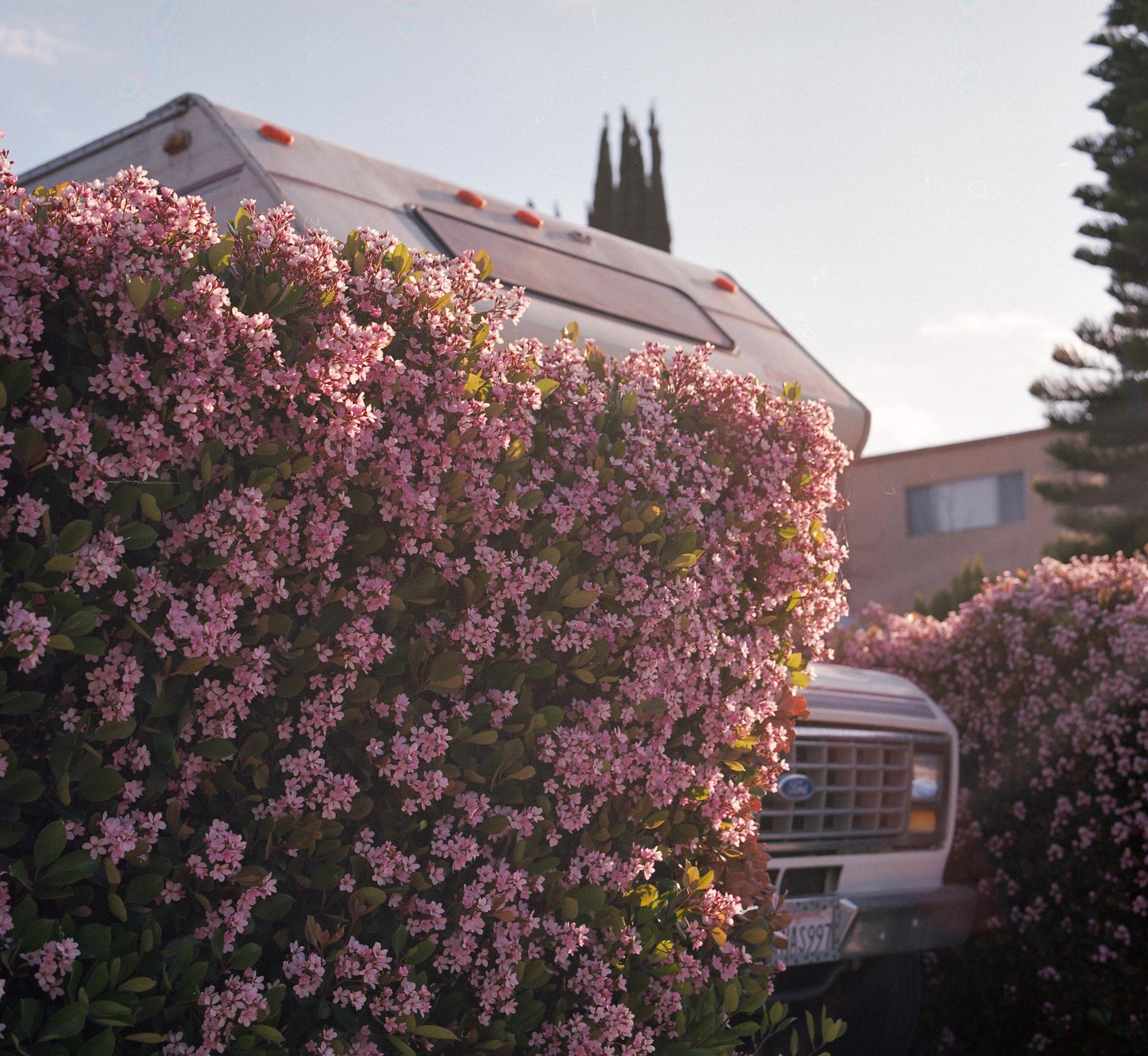 A flowering bush with pink blossoms partially obscures a recreational vehicle.
