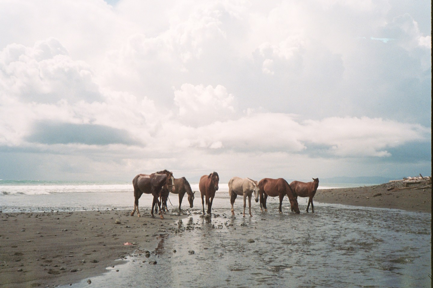 A herd of horses stands on a wet beach under a cloudy sky.
