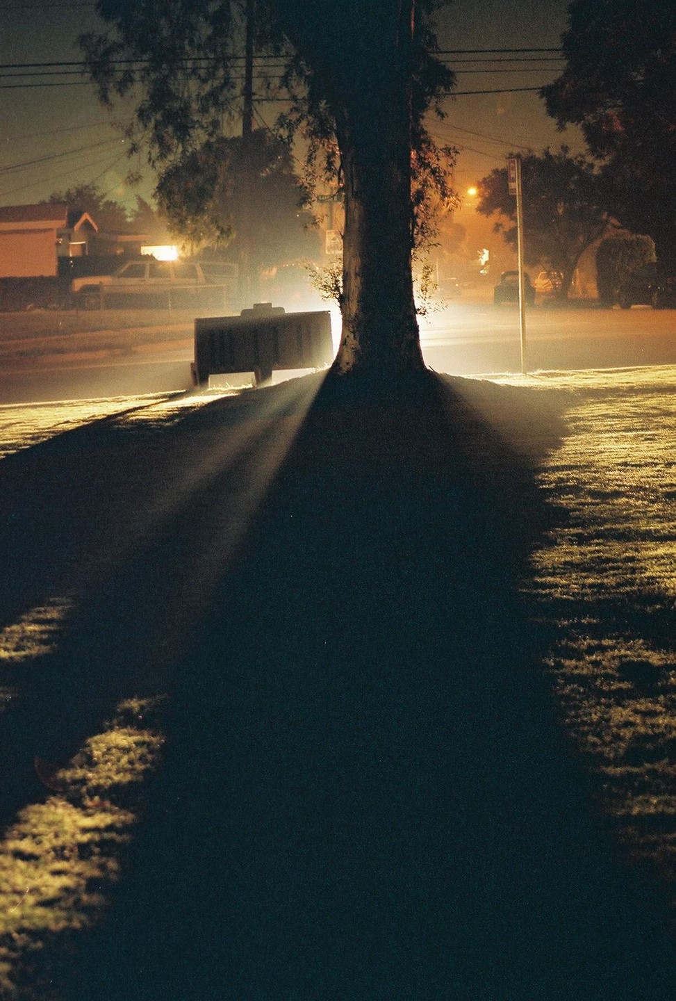 A large tree casts a long shadow across a grassy area at night, illuminated by a bright light source behind it.