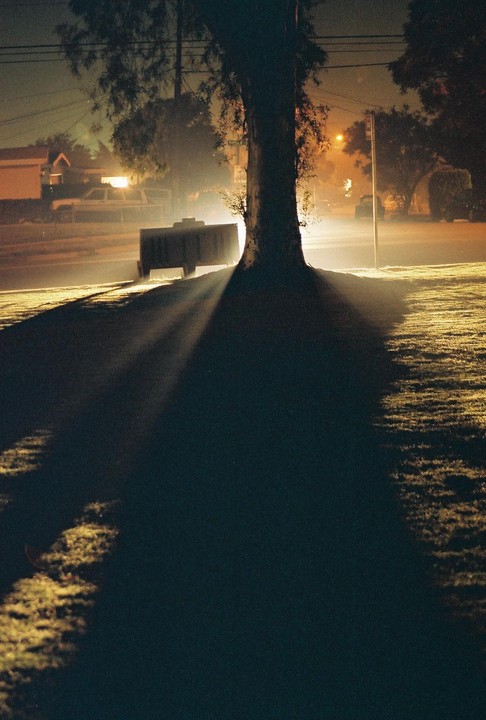 A large tree casts a long shadow across a grassy area at night, illuminated by a bright light source behind it.