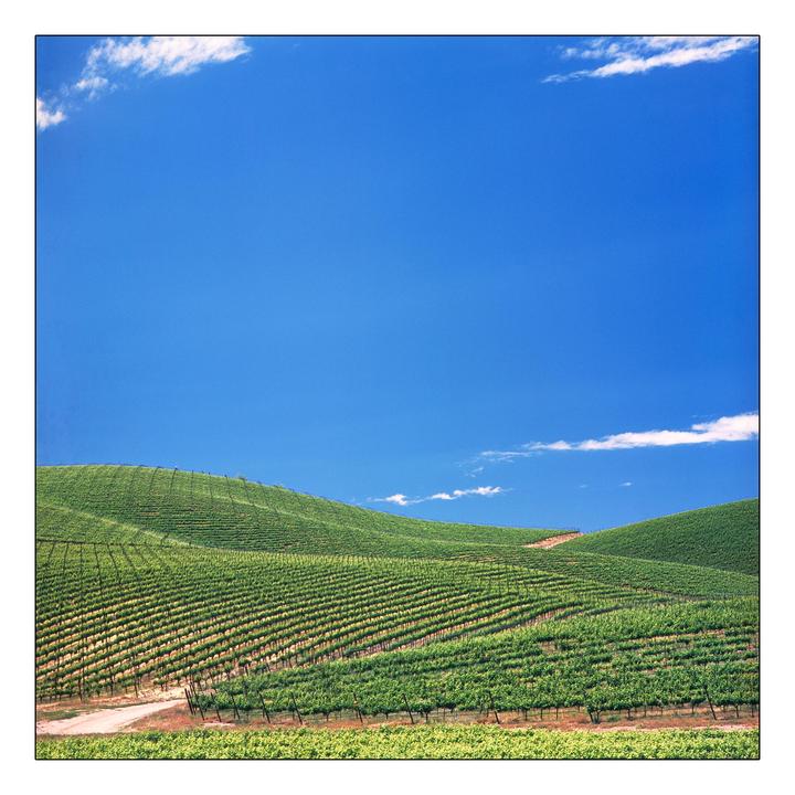 A vast vineyard stretches across rolling hills under a bright blue sky with a few wispy clouds.