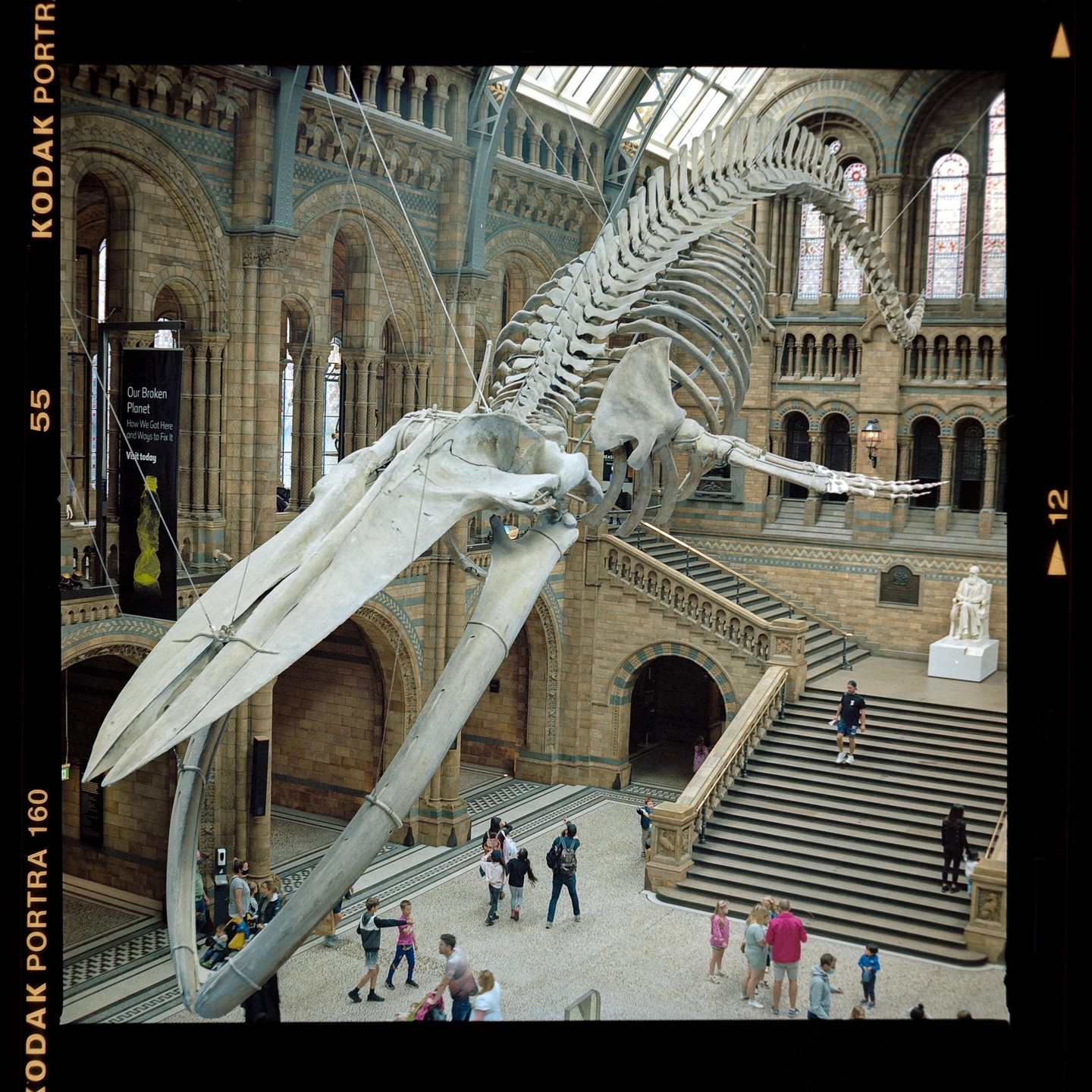 A large whale skeleton hangs from the ceiling of a museum hall with people walking below.