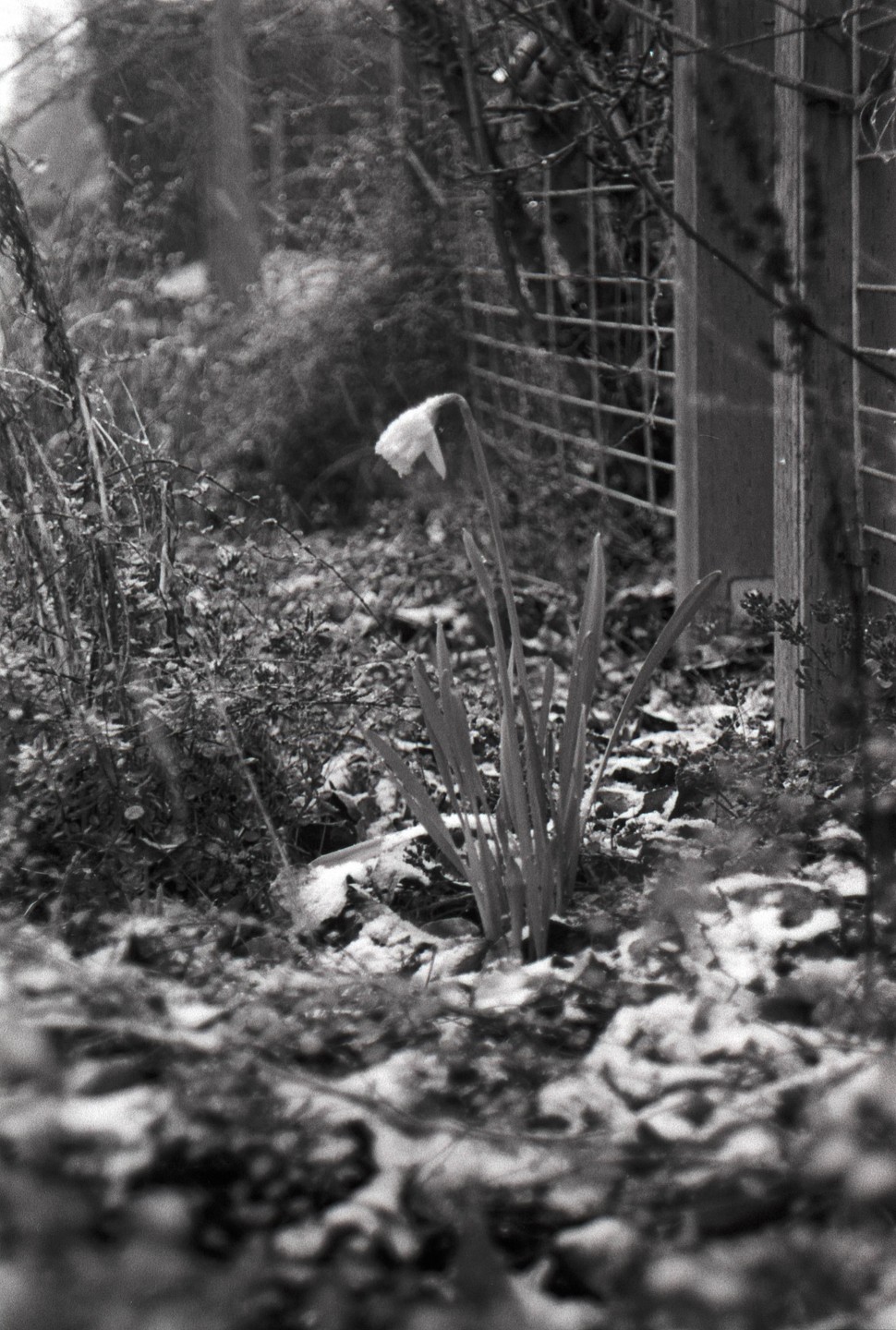 A single daffodil grows in a snowy garden next to a fence.