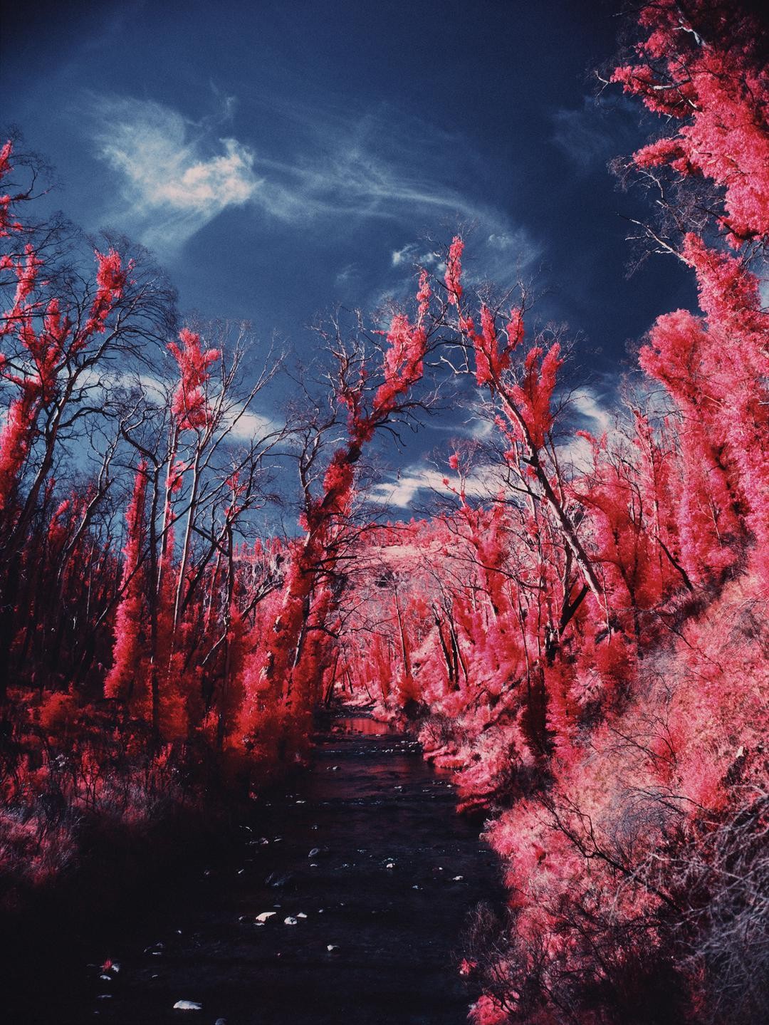 A river flows through a forest with trees that have bright red foliage under a blue sky with wispy clouds.