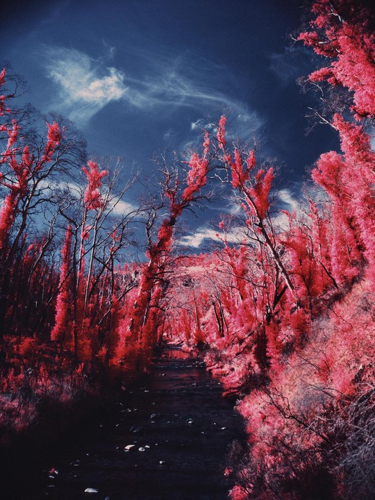 A river flows through a forest with trees that have bright red foliage under a blue sky with wispy clouds.