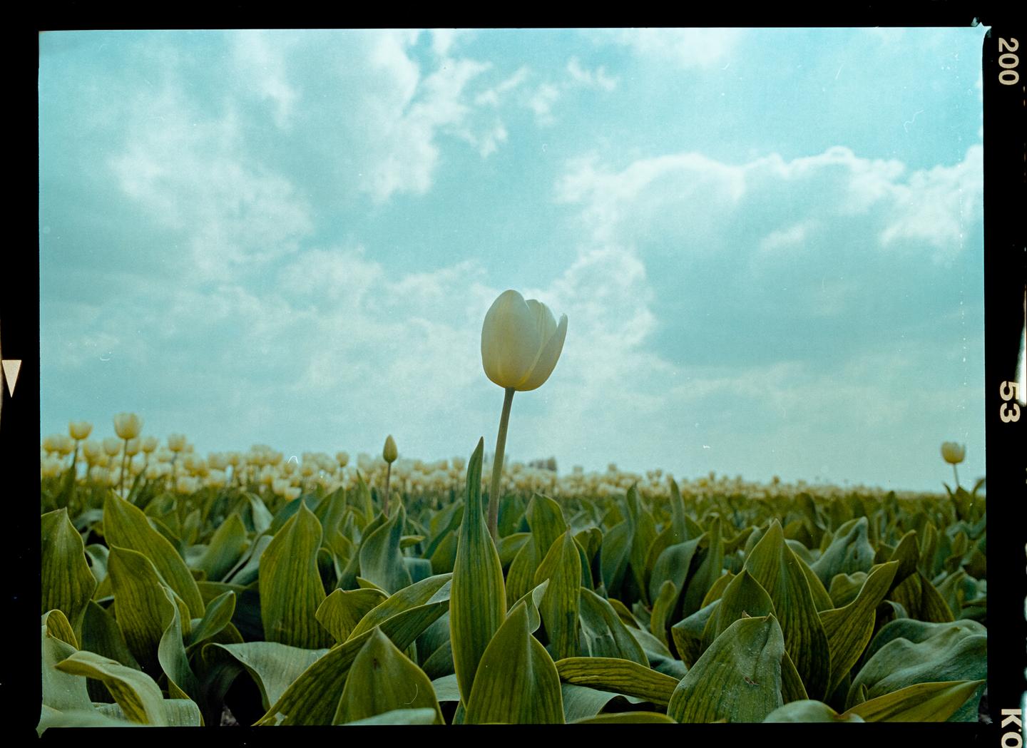 A single white tulip stands tall in a field of green leaves and other tulips under a cloudy sky.