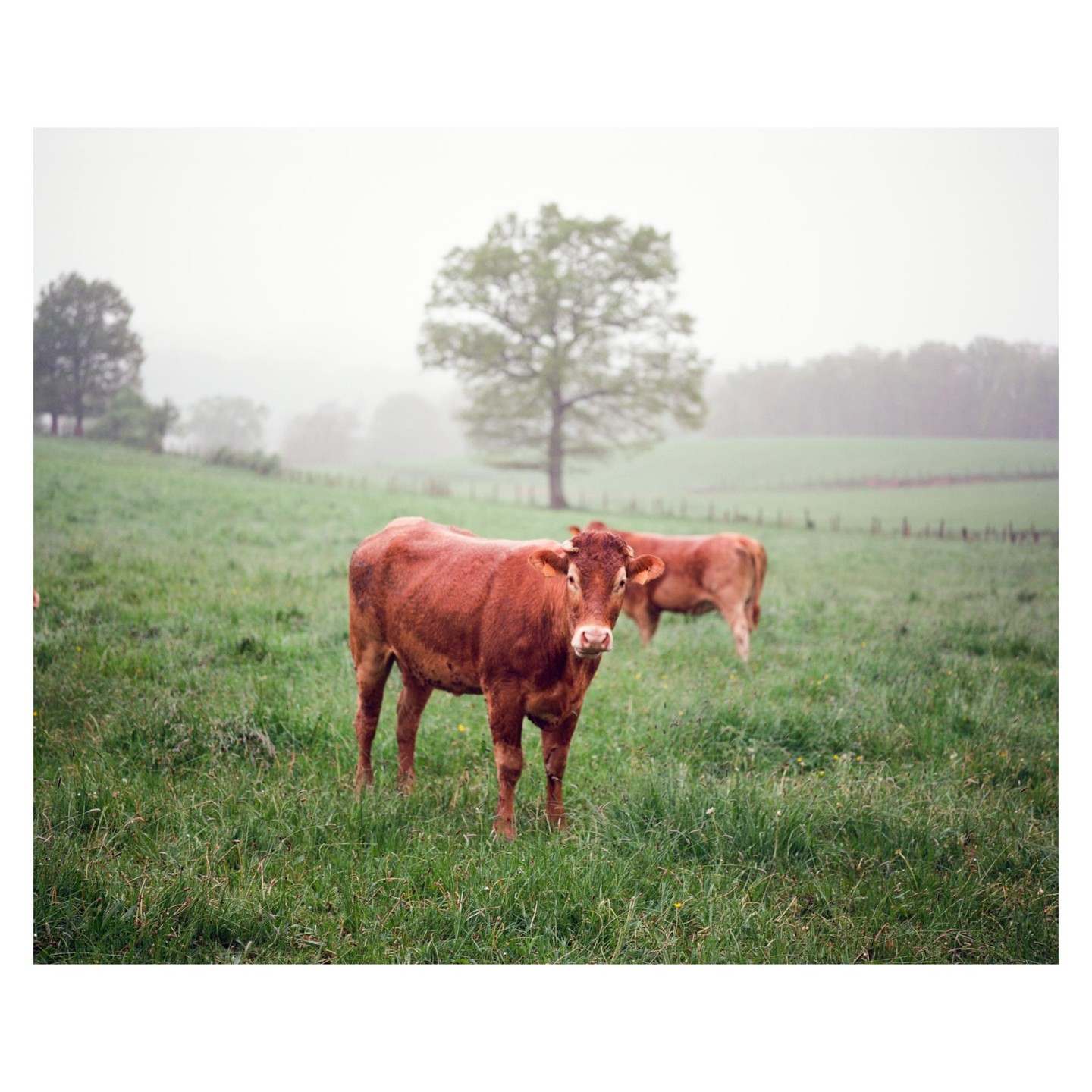 Two brown cows stand in a green pasture with a large tree in the background on a hazy day.