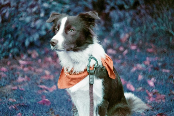 A border collie with an orange bandana sits in a field of purple foliage.