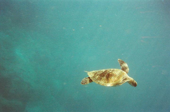 A sea turtle swims through turquoise water.