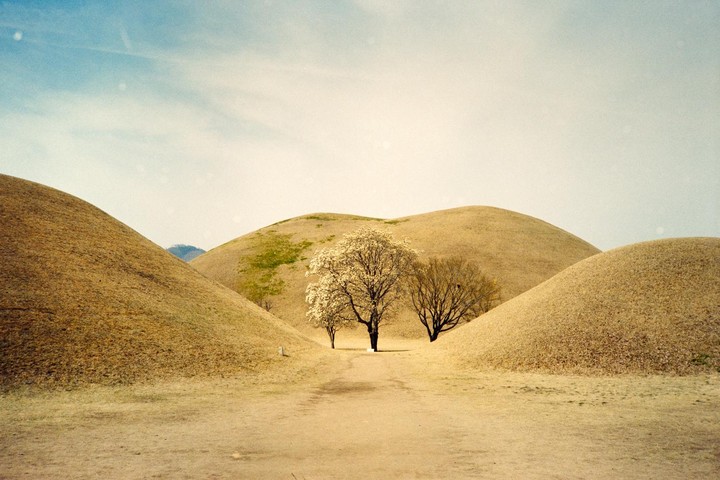 A path leads between grassy mounds towards three trees, one of which is in bloom, under a pale sky.