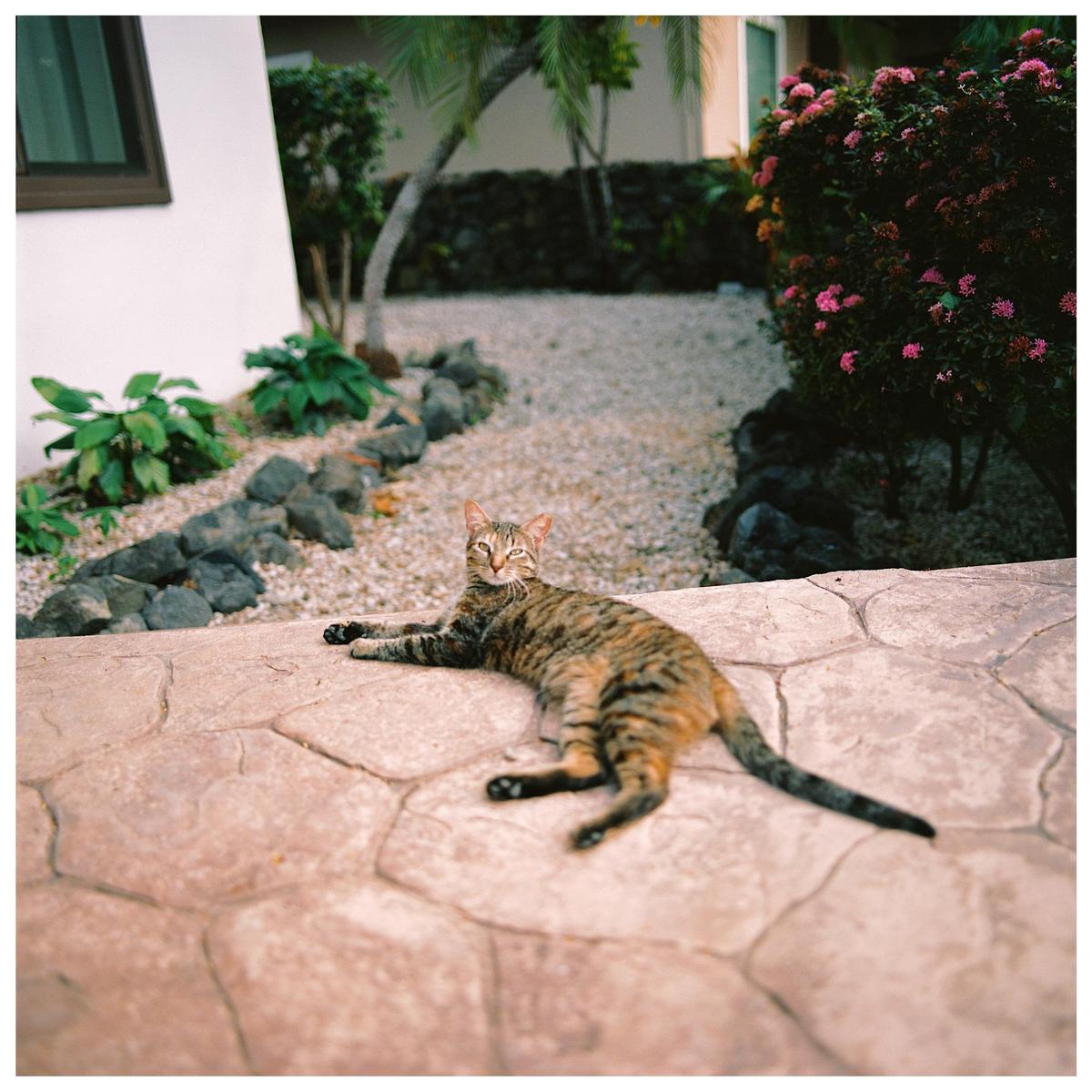 A tabby cat is lying on a stone patio next to a garden path.