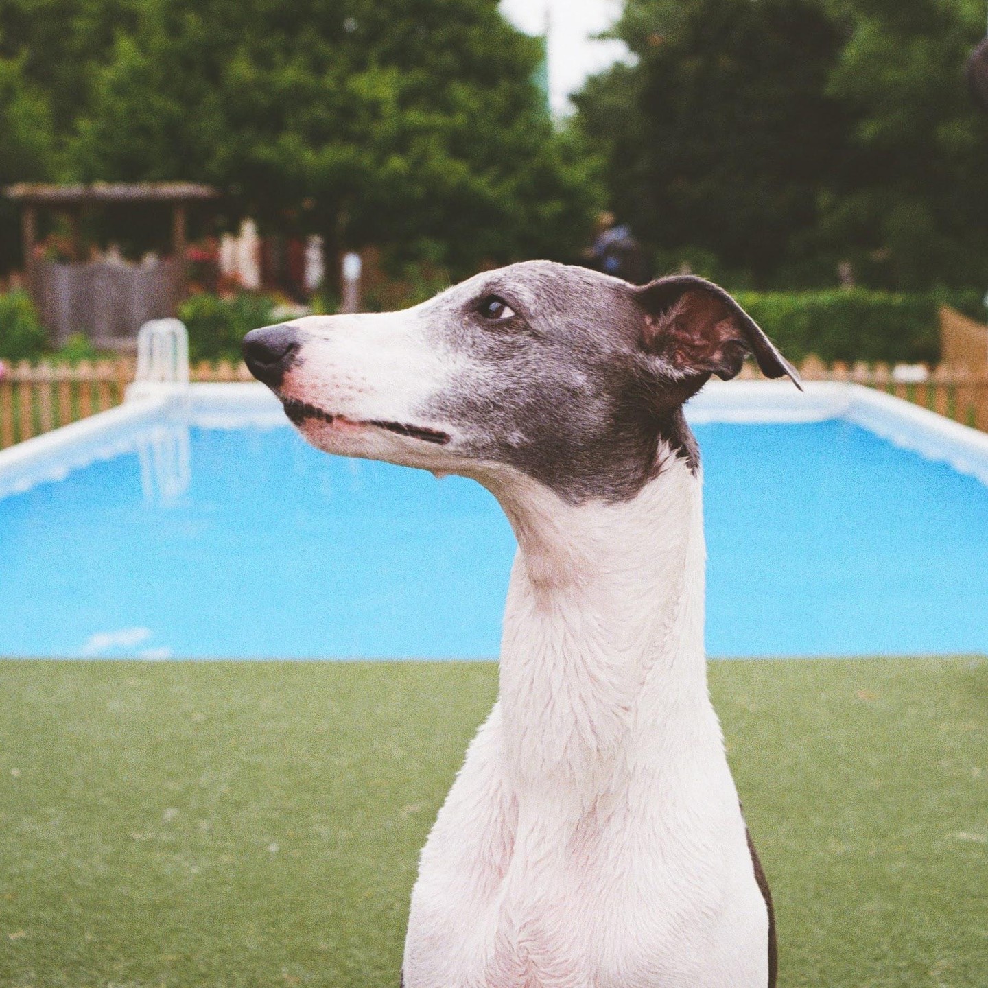 A whippet stands in profile with a swimming pool and grass in the background.