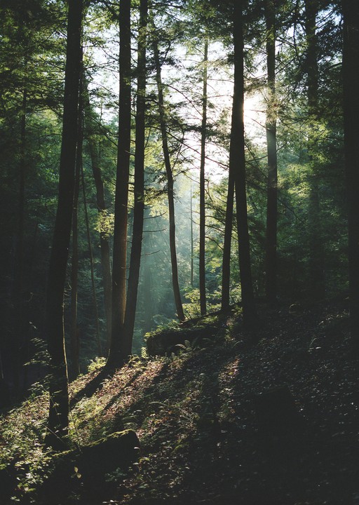 Sunlight streams through tall trees in a forest, illuminating the undergrowth.
