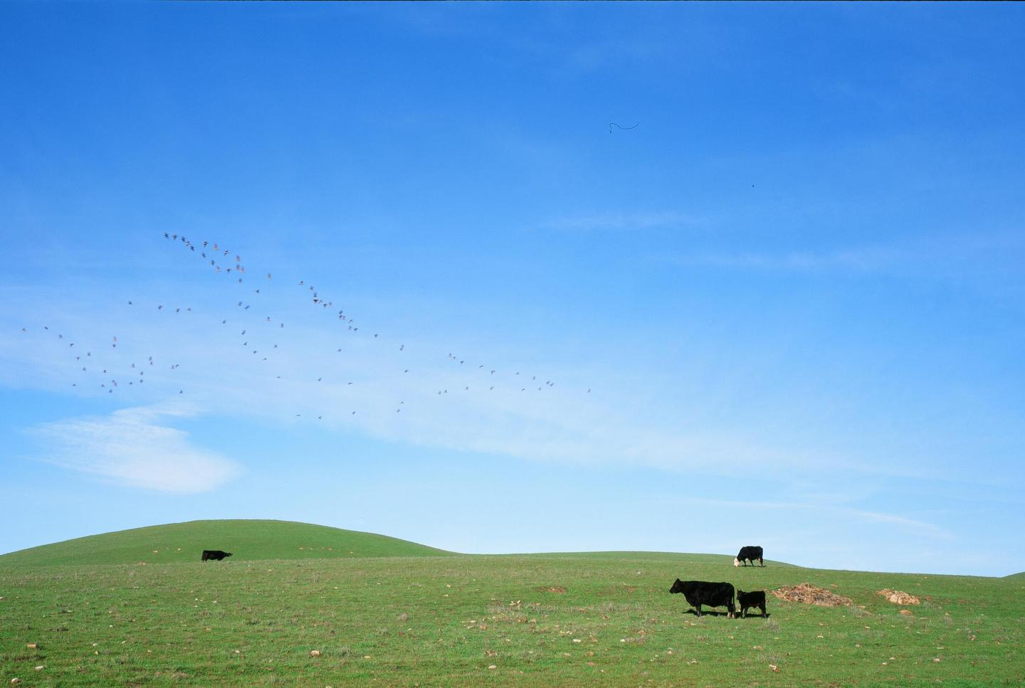 A herd of cows grazes on a green hill under a bright blue sky with a flock of birds flying overhead.