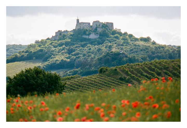 A field of red poppies in the foreground leads to vineyards and a castle ruin on a hill beneath a cloudy sky.