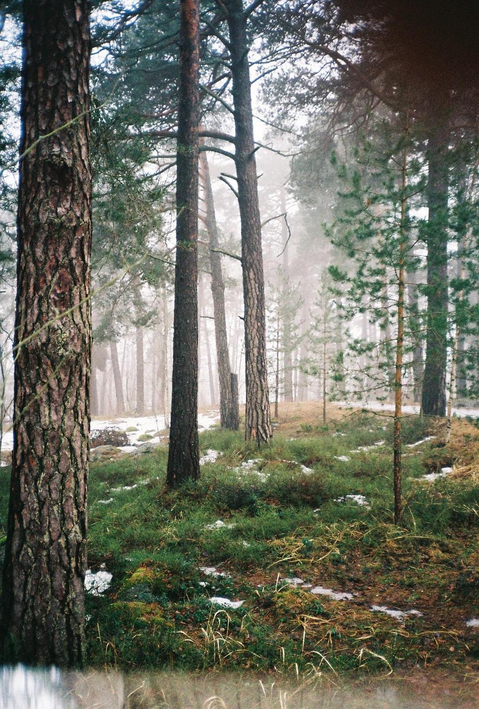 A forest with tall trees and green undergrowth has patches of snow on the ground and is covered in fog.