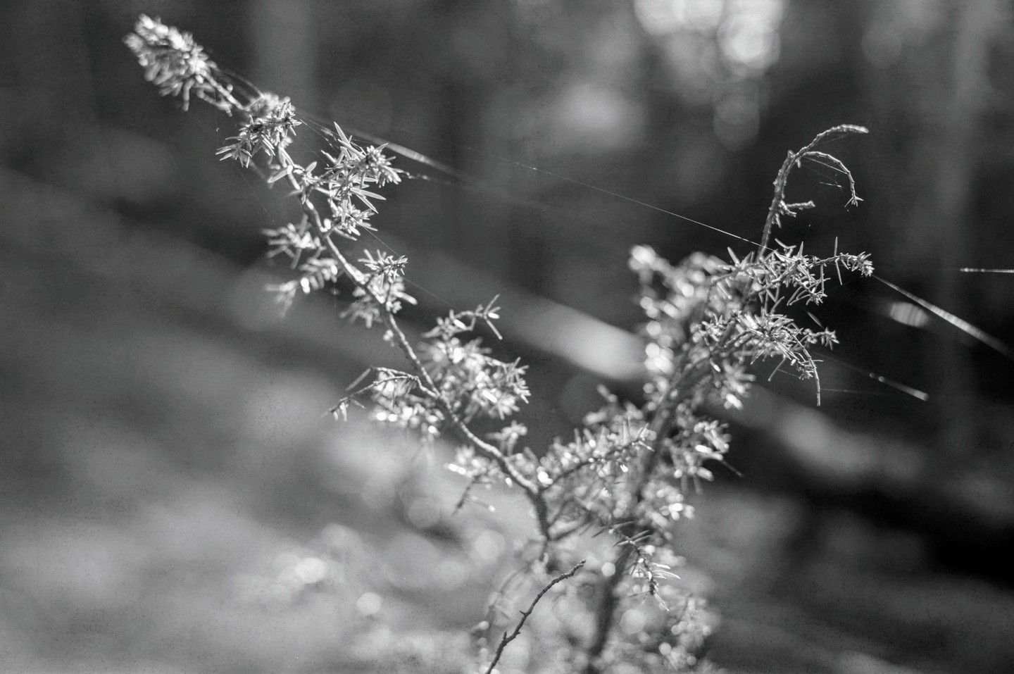 A close-up, black and white image shows a plant with small leaves and spiderwebs on it.