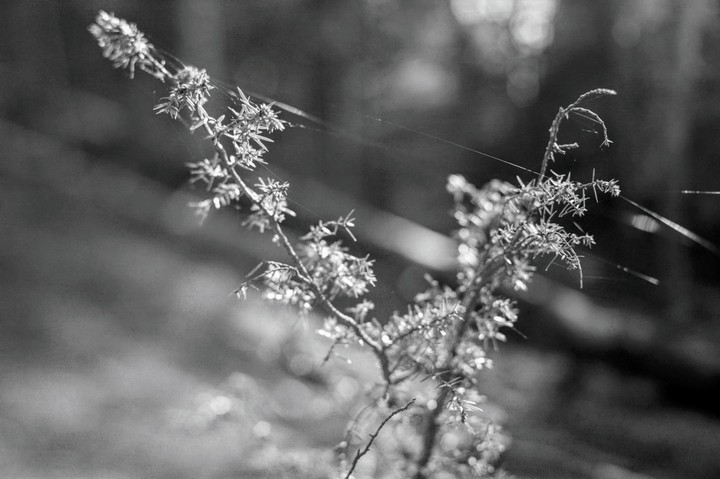A close-up, black and white image shows a plant with small leaves and spiderwebs on it.